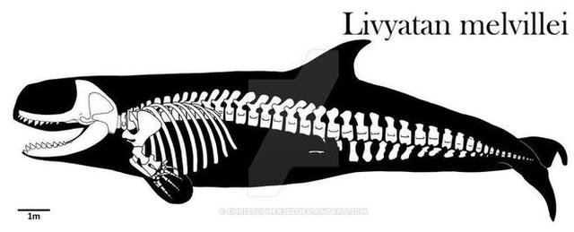 世界上体型最大的鲸鱼排行榜（最强的肉食鲸鱼就是它）(8)