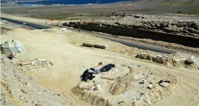 ​世界上体型最大的鲸鱼排行榜（最强的肉食鲸鱼就是它）