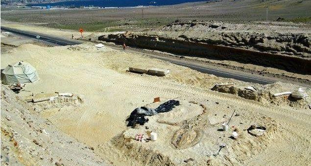 世界上体型最大的鲸鱼排行榜（最强的肉食鲸鱼就是它）(1)