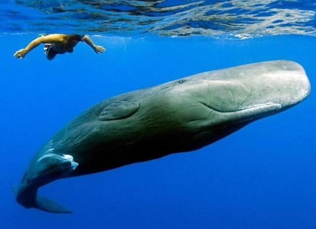世界上体型最大的鲸鱼排行榜（最强的肉食鲸鱼就是它）(12)