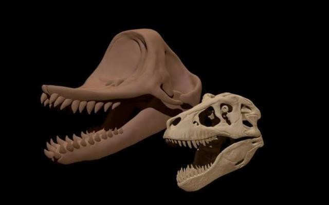 世界上体型最大的鲸鱼排行榜（最强的肉食鲸鱼就是它）(7)