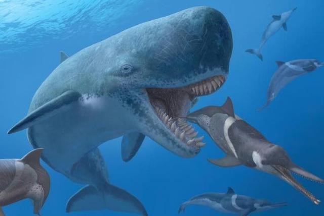 世界上体型最大的鲸鱼排行榜（最强的肉食鲸鱼就是它）(9)