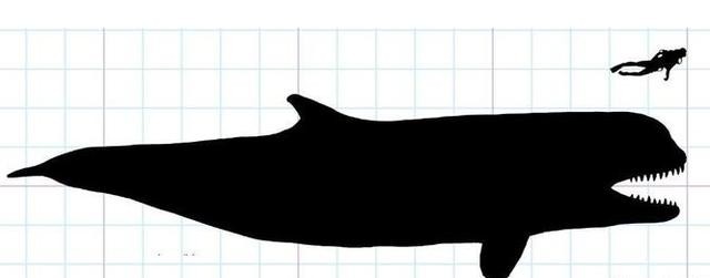 世界上体型最大的鲸鱼排行榜（最强的肉食鲸鱼就是它）(5)