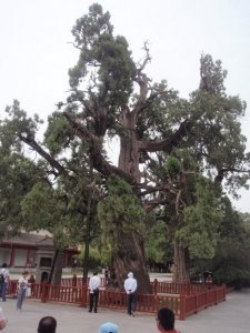 直击中国11个最古老的千年古树,其中一个见证了上下五千年