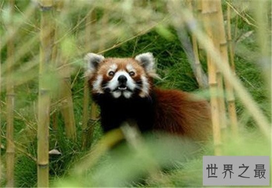 中国十大人气动物园排行榜,北京动物园的历史竟然这么悠久!