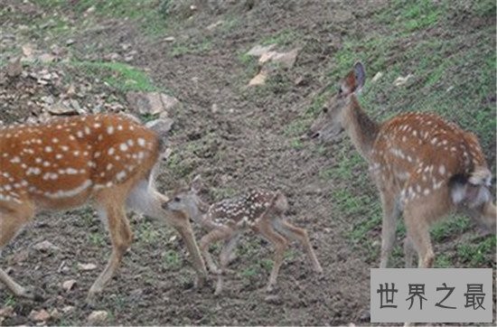 中国十大人气动物园排行榜,北京动物园的历史竟然这么悠久!