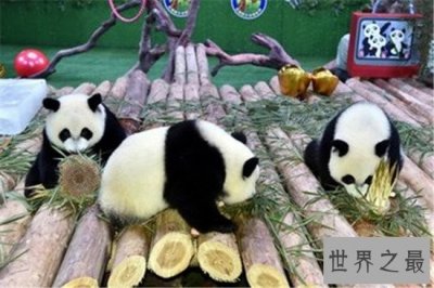 中国十大人气动物园排行榜,北京动物园的历史竟然这么悠久!