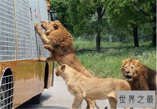 中国十大人气动物园排行榜,北京动物园的历史竟然这么悠久!