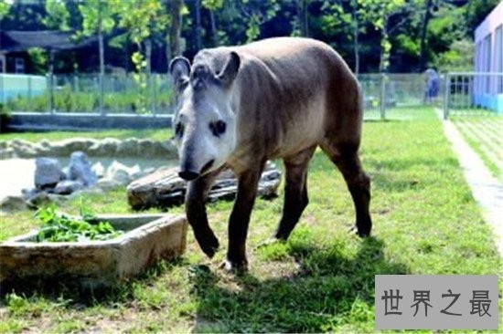 中国十大人气动物园排行榜,北京动物园的历史竟然这么悠久!