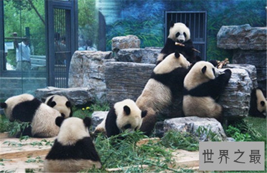 中国十大人气动物园排行榜,北京动物园的历史竟然这么悠久!