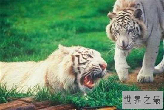 中国十大人气动物园排行榜,北京动物园的历史竟然这么悠久!