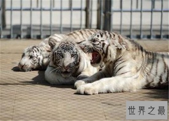 中国十大人气动物园排行榜,北京动物园的历史竟然这么悠久!