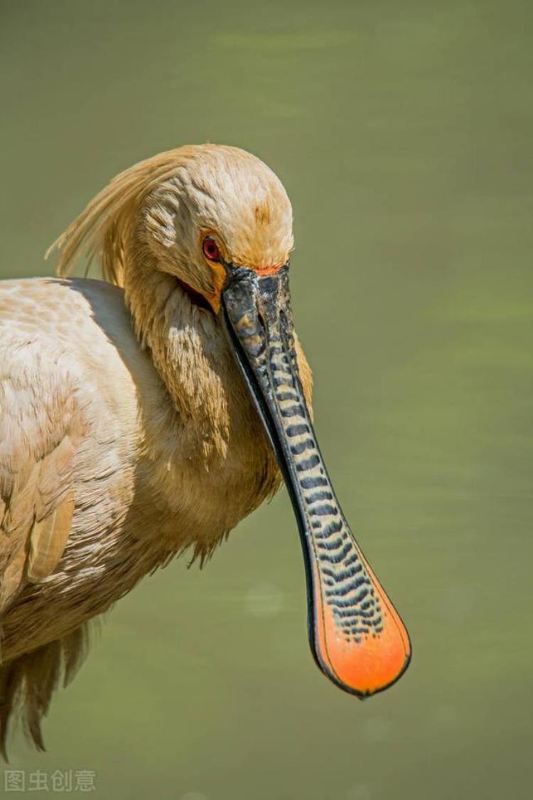 一些奇怪的动物,各种奇葩动物科普