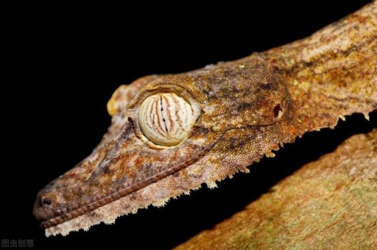 一些奇怪的动物,各种奇葩动物科普