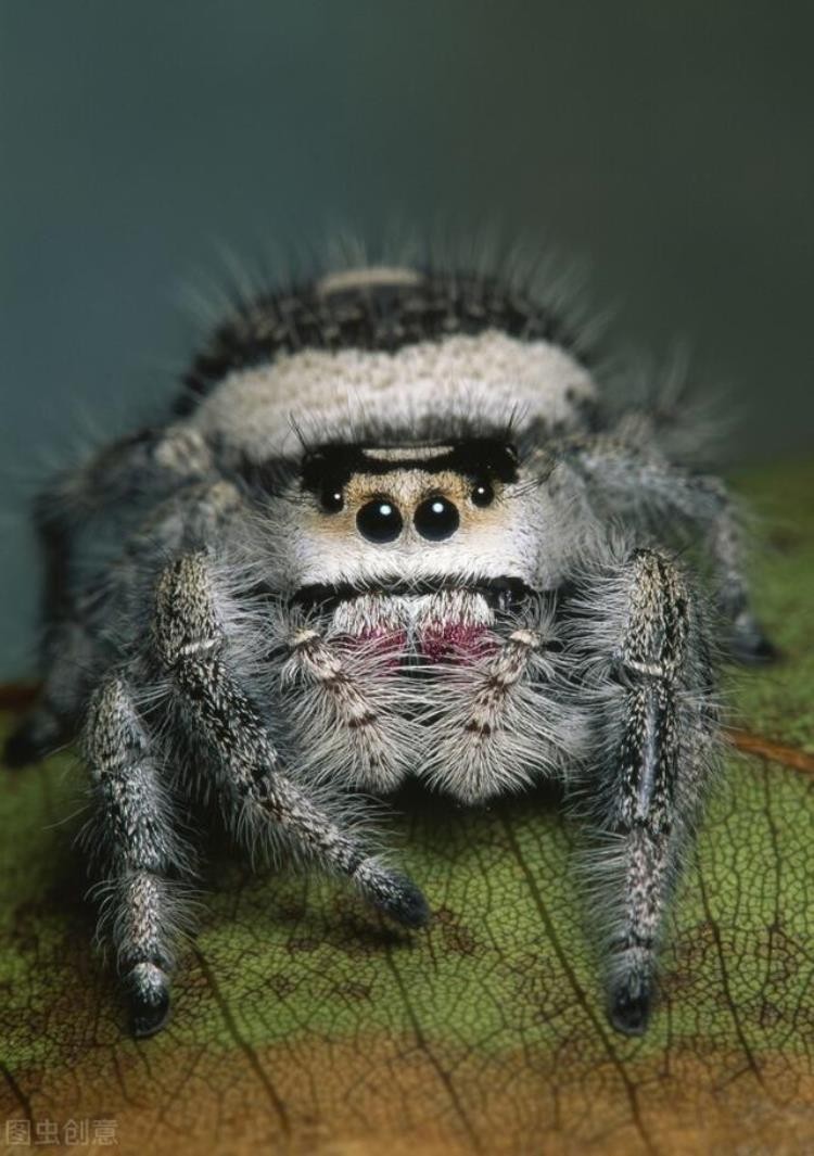 一些奇怪的动物,各种奇葩动物科普