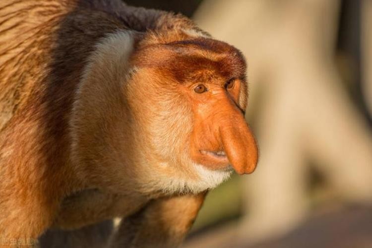 一些奇怪的动物,各种奇葩动物科普