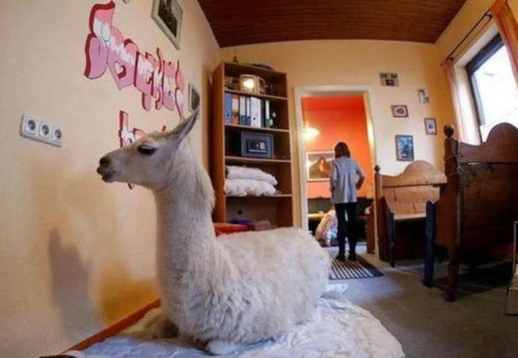 一些奇怪的动物,各种奇葩动物科普