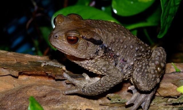 蟾蜍有毒吗,蛤蟆哪个地方有毒?图3