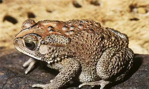 蟾蜍哪里有毒