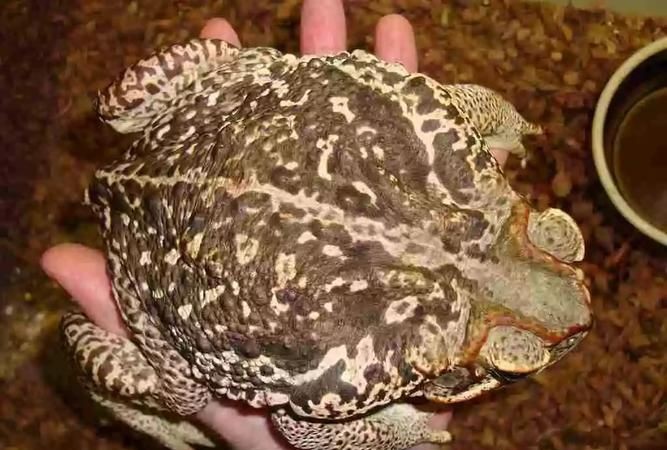 特别小的癞蛤蟆有毒吗