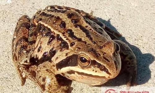 蛤蟆哪个地方有毒