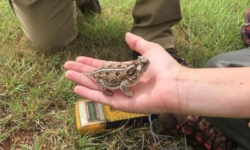 癞蛤蟆爬过的地方有毒吗