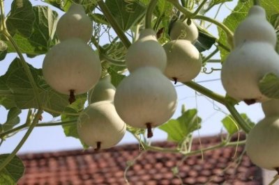 农业种植技巧:葫芦的种植和管理方法,学会了自己在家也能种植