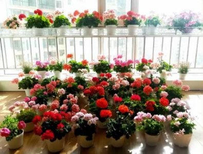 哪些花是冬天开的?你见过几种?