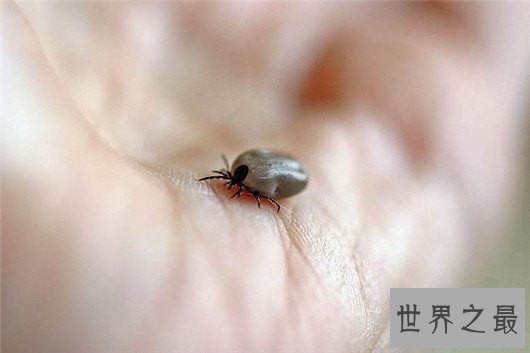 世界上最恐怖的动物,长相怪异噬人血肉