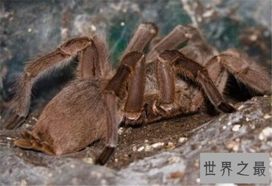 世界上最恐怖的动物,长相怪异噬人血肉