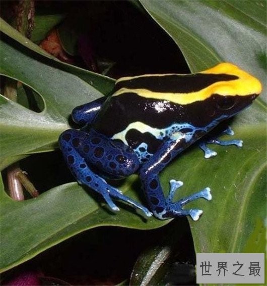 世界上最恐怖的动物,长相怪异噬人血肉