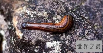 ​世界上最恐怖的动物，长相怪异噬人血肉