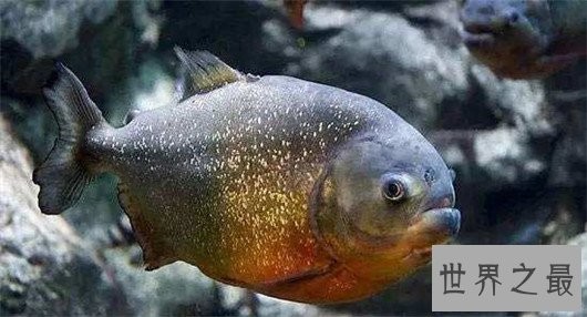 世界上最恐怖的动物,长相怪异噬人血肉