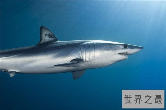 世界上最恐怖的动物,长相怪异噬人血肉