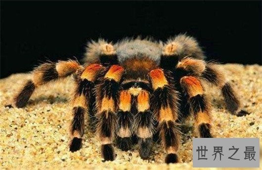 世界上最恐怖的动物,长相怪异噬人血肉