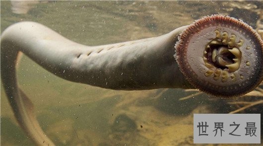 世界上最恐怖的动物,长相怪异噬人血肉