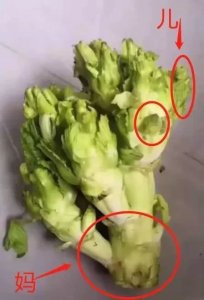 舌尖上的战“疫”:一波由四川儿菜引发的微博热搜