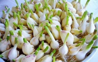 大蒜怎么保存不发芽,不清洗不剥皮(加干燥剂保存最好)