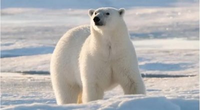 科迪亚克棕熊是地球上最大的棕熊