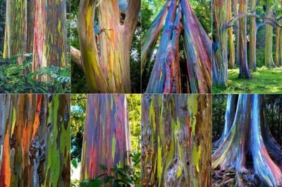 十大最美的植物排行榜(最美丽的植物有哪些)