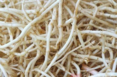 折耳根保鲜方法有哪些图片