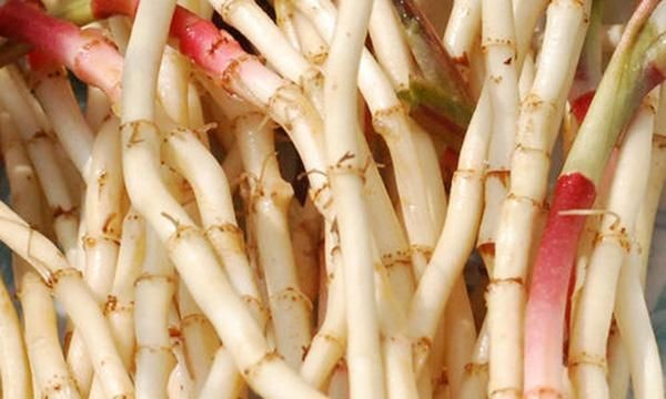 折耳根怎样保持新鲜 折耳根的保存方法