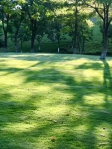 ​蓊蓊郁郁的意思(蓊蓊郁郁的意思的拼音)