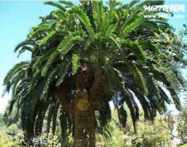 ​全球十大稀有植物，繁殖竟要靠克隆(仅有一株)