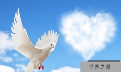 ​世界上最聪明的动物是谁