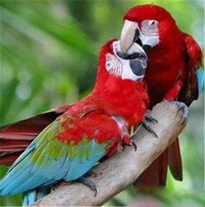 ​动物界六大奇闻怪事盘点.鹦鹉语言能力相当6岁小孩