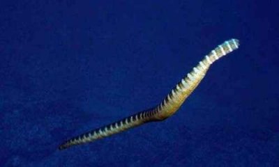 ​世界十大毒蛇排行榜