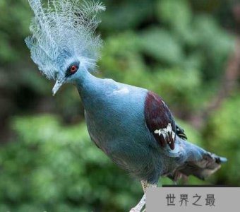 ​世界上最美丽的鸟，世界上最漂亮的十种鸟