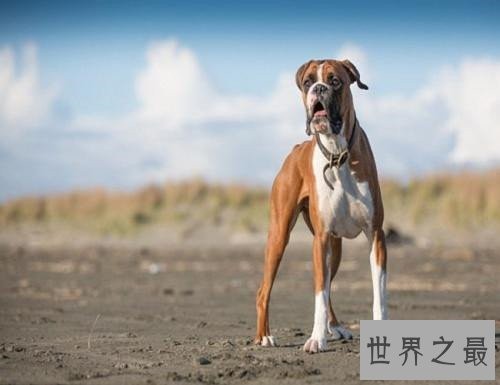 十大家庭犬排行榜,它永远是你最忠诚的朋友