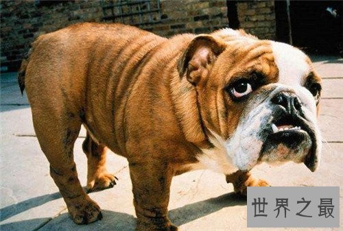 十大家庭犬排行榜,它永远是你最忠诚的朋友